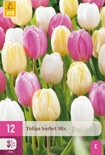 X 12 TULIPA SORBET MIX 11/12