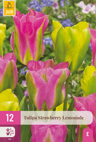 X 12 TULIPA STRAWBERRY LEMONADE 11/12