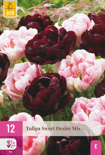 X 12 TULIPA SWEET DESIRE MIX 11/12