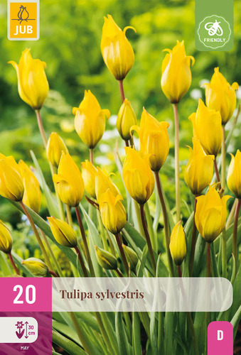 X 20 TULIPA SYLVESTRIS 5/6