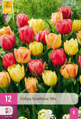 X 12 TULIPA SYMBIOSE MIX 11/12
