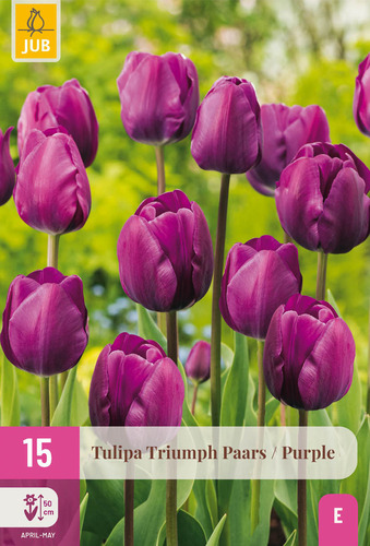 X 15 TULIPA TRIUMPH PAARS 11/12