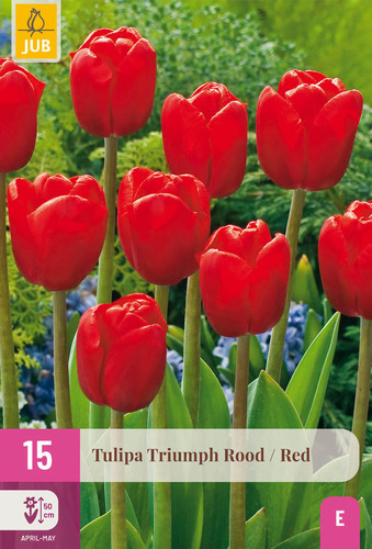 X 15 TULIPA TRIUMPH ROOD 11/12