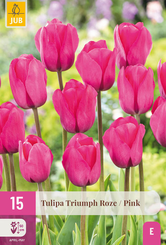 X 15 TULIPA TRIUMPH ROZE 11/12