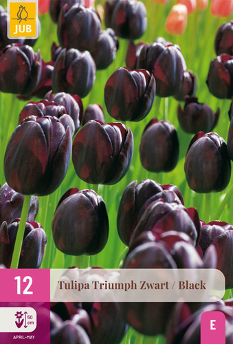 X 12 TULIPA TRIUMPH ZWART 11/12