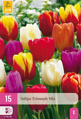 X 15 TULIPA TRIUMPH MIX 11/12