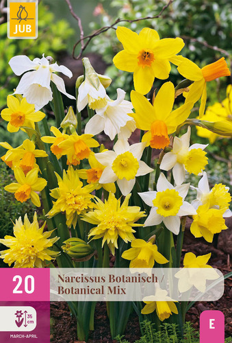 X 20 NARCISSUS BOTANISCH MIX 10/12