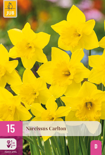 X 15 NARCISSUS CARLTON 12/14