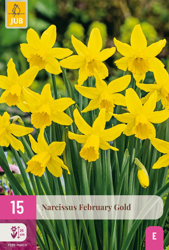 X 15 NARCISSUS FEBRUARY GOLD 10/12