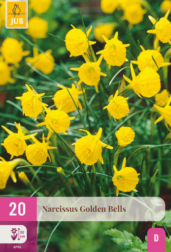 X 20 NARCISSUS GOLDEN BELLS 6/8