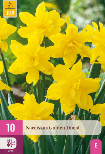 X 10 NARCISSUS GOLDEN DUCAT 12/14