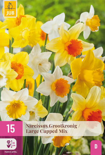 X 15 NARCISSUS GROOTKRONIG MIX 12/14