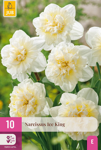 X 10 NARCISSUS ICE KING 12/14