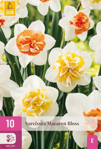 X 10 NARCISSUS MACARON BLOSS 12/14
