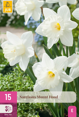 X 15 NARCISSUS MOUNT HOOD  10/12