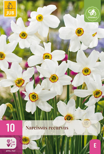 X 10 NARCISSUS RECURVUS 12/14
