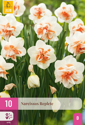X 10 NARCISSUS REPLETE 10/12