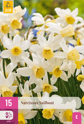 X 15 NARCISSUS SAILBOAT 10/12