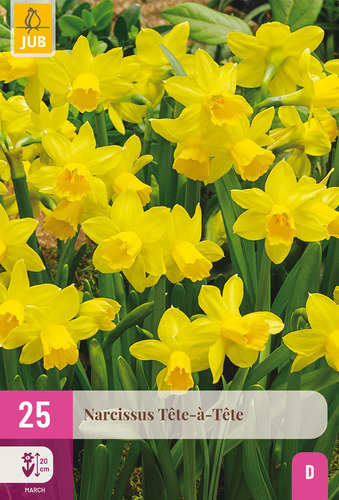 X 25 NARCISSUS  TETE-A-TETE 10/11