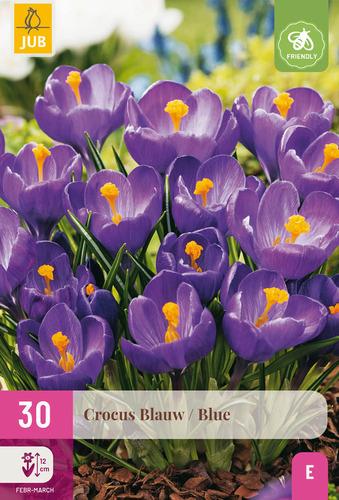 X 30 CROCUS BLAUW 7/8