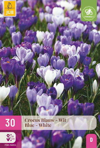 X 30 CROCUS BLAUW - WIT 7/8