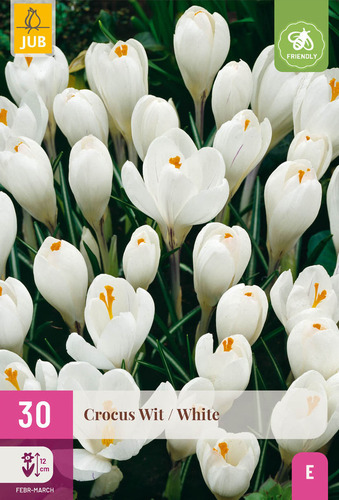 X 30 CROCUS WIT 7/8
