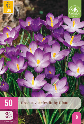 X 50 CROCUS SPECIES RUBY GIANT  5/+