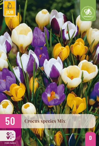 X 50 CROCUS SPECIES MIX 5/+