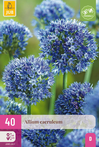 X 40 ALLIUM CAERULEUM 4/5