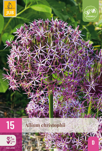 X 15 ALLIUM CHRISTOPHII 10/12