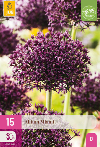 X 15 ALLIUM MIAMI 10/+