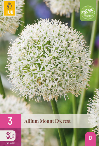 X   3 ALLIUM MOUNT EVEREST 16/18