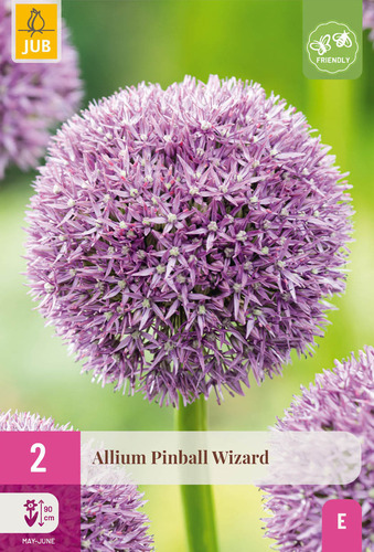 X   2 ALLIUM PINBALL WIZARD 18/20