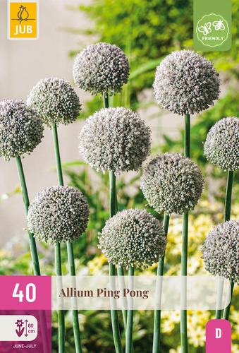 X 40 ALLIUM PING PONG 6/+