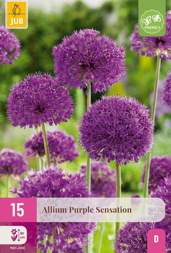 X 15 ALLIUM PURPLE SENSATION 10/12
