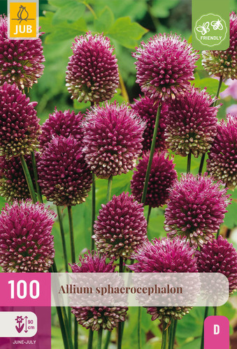 X 100 ALLIUM SPHAEROCEPHALON 5/6