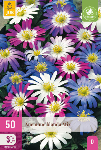 X 50 ANEMONE BLANDA MIX 4/5