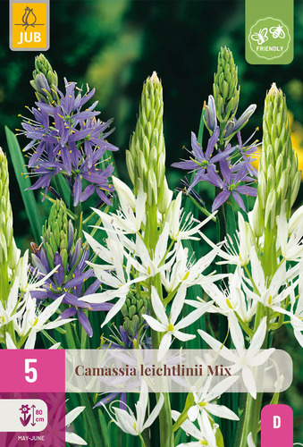 X   5 CAMASSIA LEICHTLINII MIX 12/14