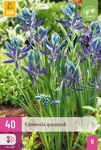 X 40 CAMASSIA QUAMASH 6/+