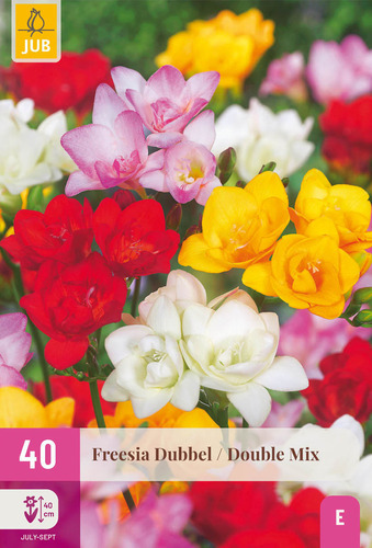 X 40 FREESIA DUBBEL MIX 5/+