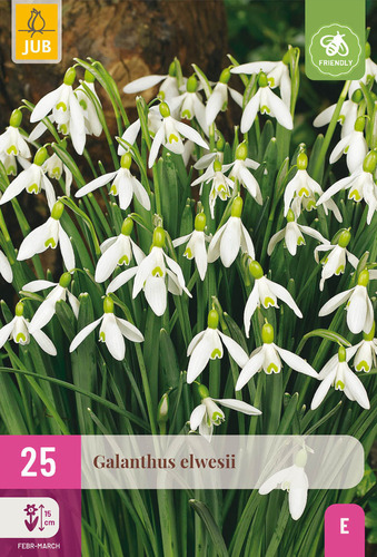 X 25 GALANTHUS ELWESII 5/6