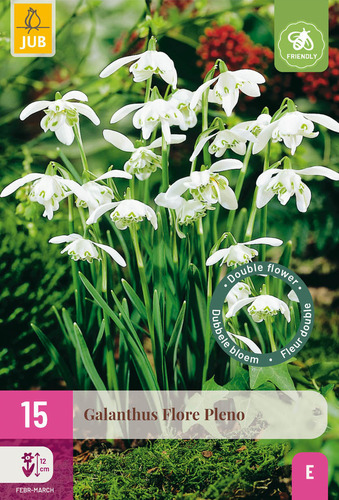 X 15 GALANTHUS FLORE PLENO 5/+