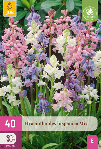 X 40 HYACINTHOIDES HISPANICA MIX 7/8