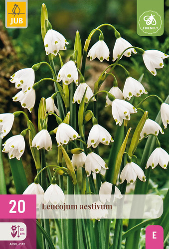X 20 LEUCOJUM AESTIVUM 8/9