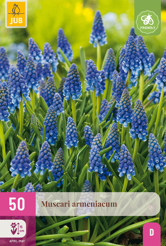 X 50 MUSCARI ARMENIACUM 8/9