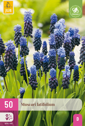 X 50 MUSCARI LATIFOLIUM 5/6