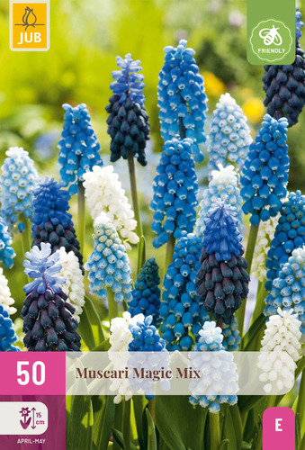 X 50 MUSCARI MAGIC MIX 7/8