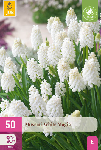 X 50 MUSCARI WHITE MAGIC 6/7
