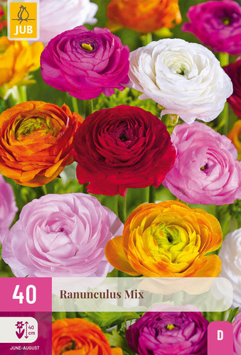 X 40 RANUNCULUS MIX  5/6