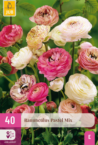 X 40 RANUNCULUS PASTEL MIX  VJ-NJ 5/6